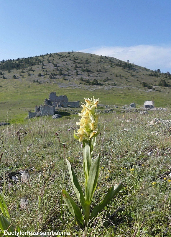 Orchidee a Campo Imperatore tra Medioevo e wilderness  primavera 2023